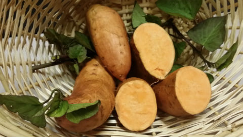 Virginia Baker Sweet Potato 6 slips Virginia Baker Sweet Potato 6 slips